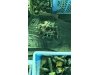 Slika 7 -  Fiat Punto 2,3 i Fiat Stilo delovi - MojAuto