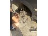 Slika 9 - Opel Signum Cosfort  - MojAuto