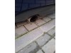 Slika 17 - VW Golf 6 1.6 Tdi  - MojAuto